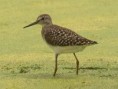 /album/photogallery/wood-sandpiper-jpg/